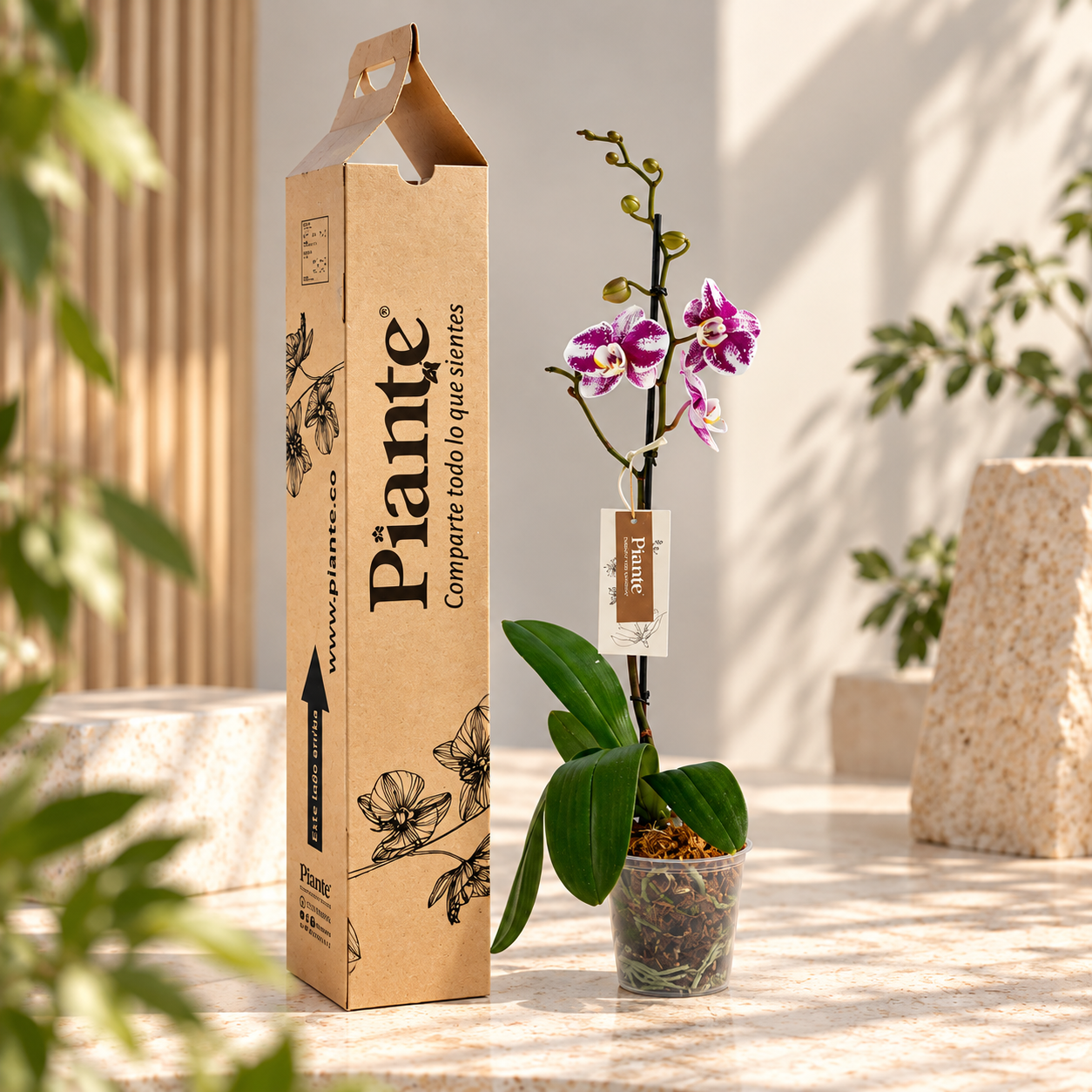 Orquídea Grandi Premium Exotica Barcelona