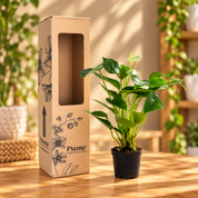 Anturio Mini Blanco Eclyps