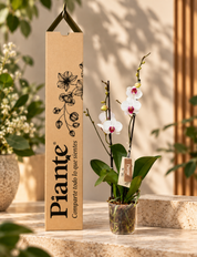 Orquídea Grandi supreme Blanco Labio Rojo Mountion