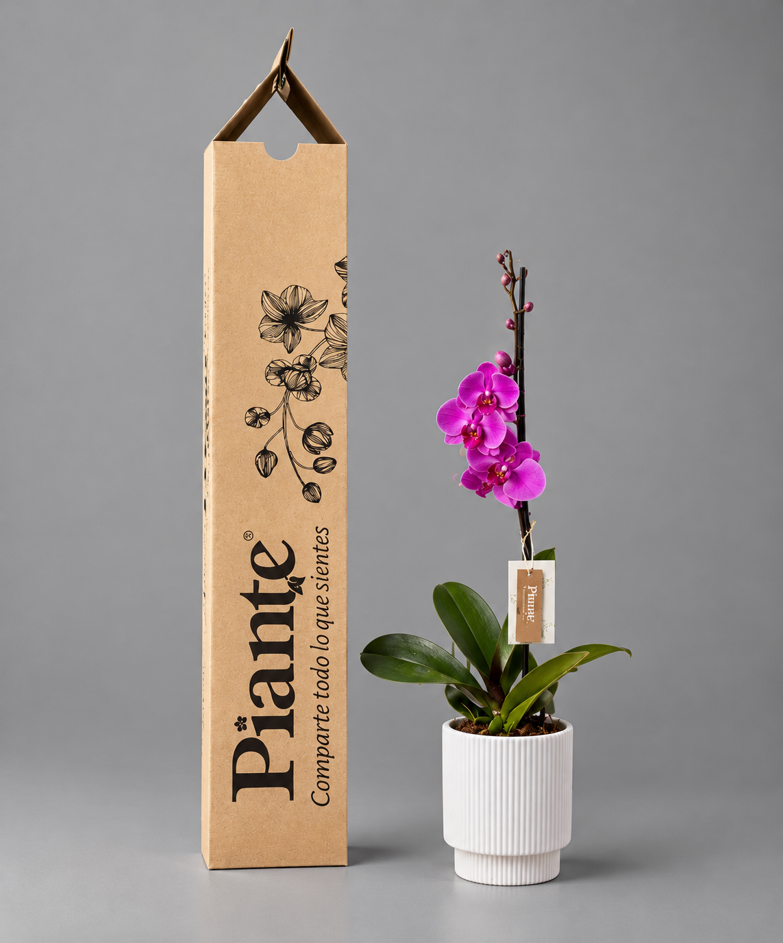 Orquídea Grandi Premium Morada Evolution en Matera Acanalada
