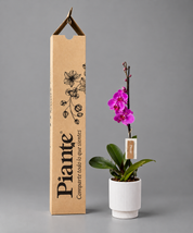 Orquídea Grandi Premium Morada Evolution en Matera Acanalada
