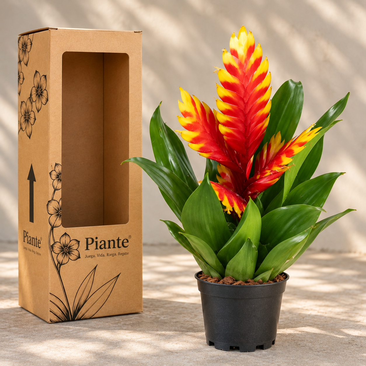 Bromelia Guzmania Vrieseas Midi Davine