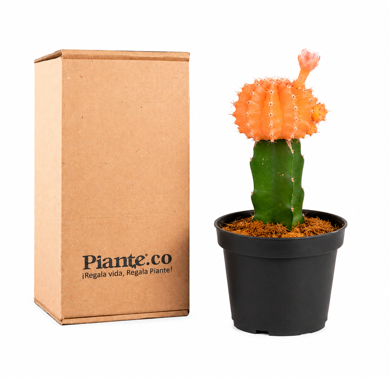 Cactus Injertos P-10 Naranja