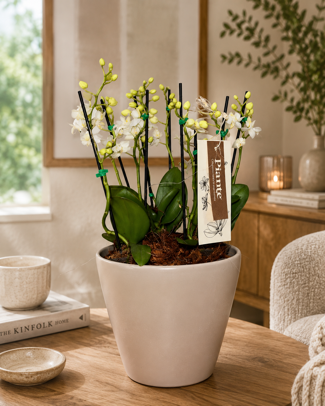 Arreglo Floral de Orquideas Minis Supreme Blancas Zurich en Matera Taupe
