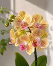 Orquídea Mini Premium Exotica Michu