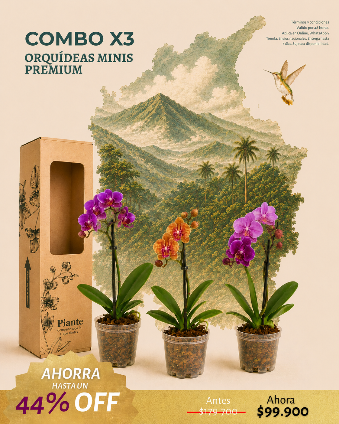 Combo x3 Orquídeas Mini Premium en Matera de Cultivo Cali