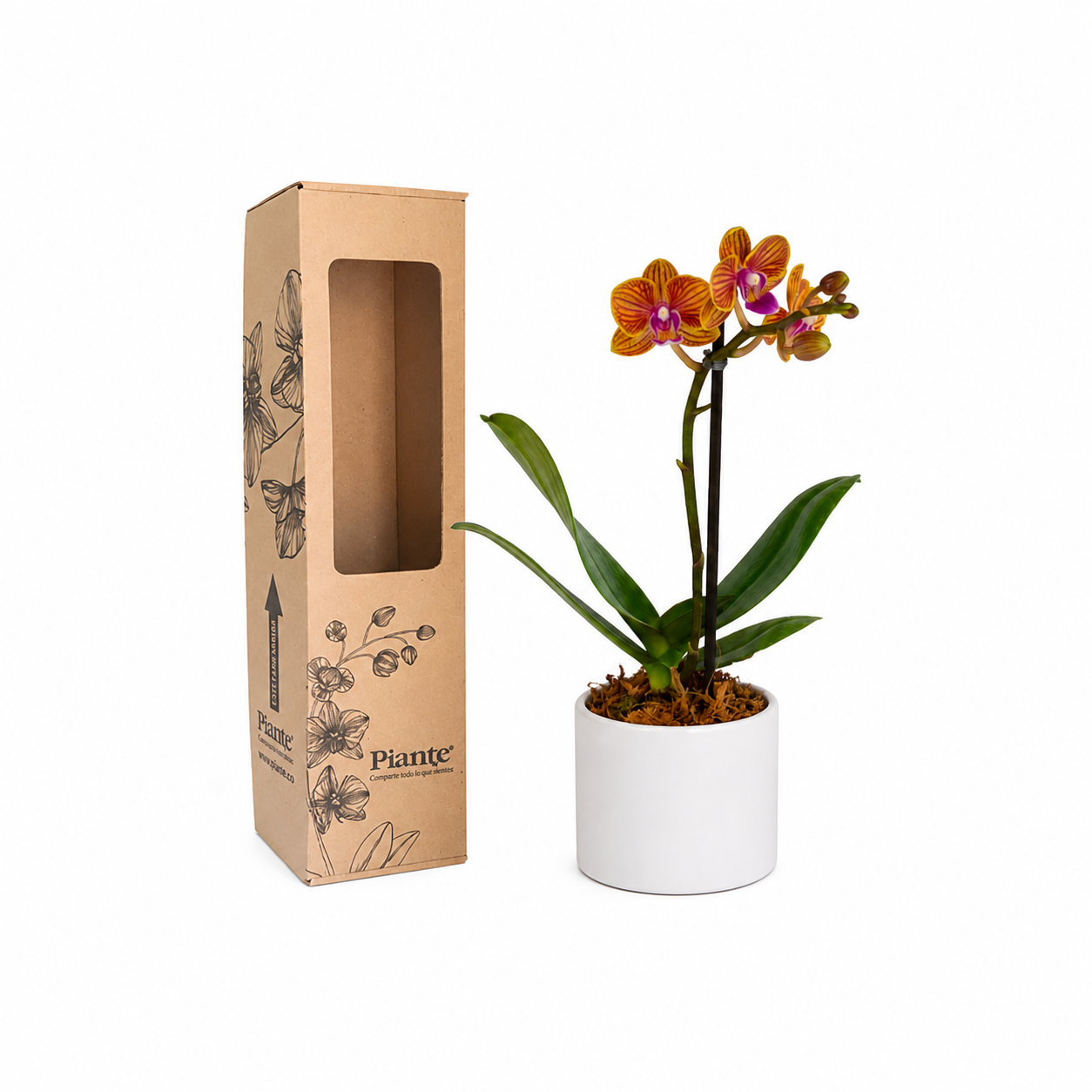 Orquídea Mini Premium Amarillo Penelope en matera cerámica