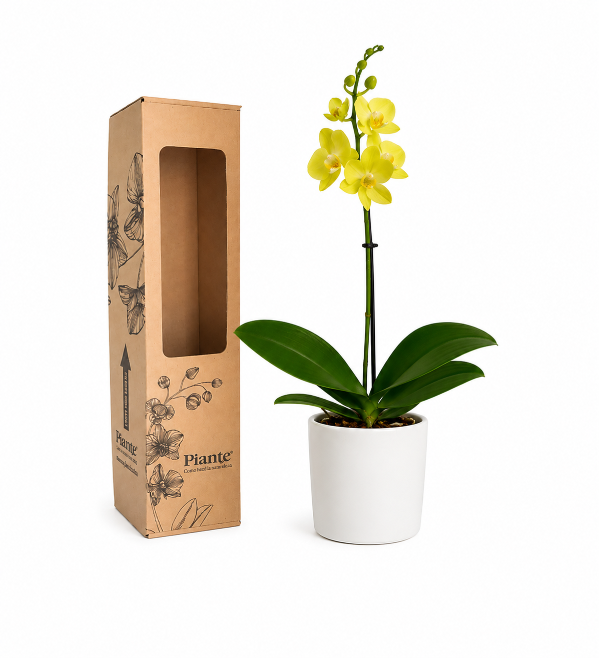 Orquídea Midi Premium Amarilla Livorno en Matera Ceramica