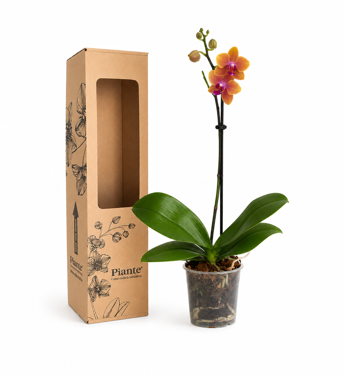 ChatGPTImage7may2026_15_25_09.png