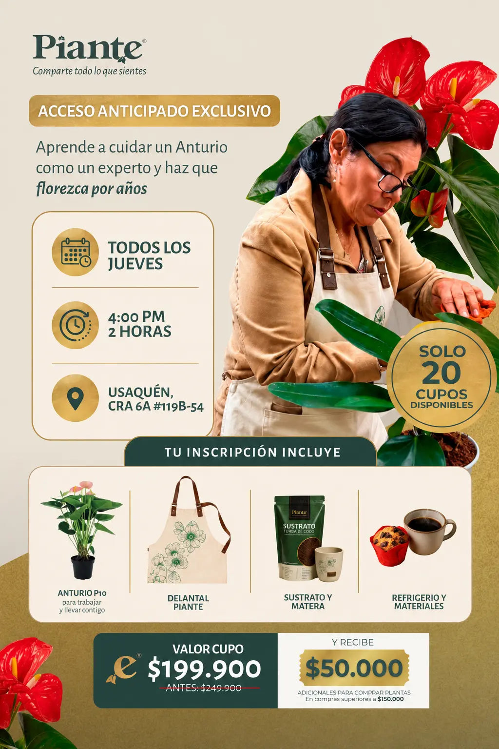 Taller Anthurios Piante