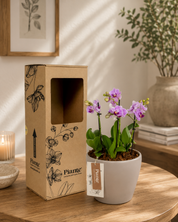 Arreglo floral DM de Orquídeas Mini Premium rosado