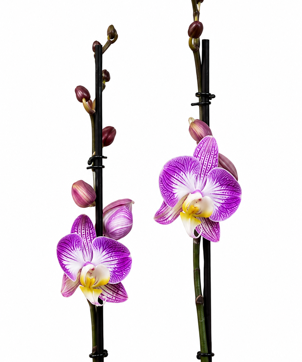 ChatGPT_Image_30_jul_2026_04_03_19_p.m..png