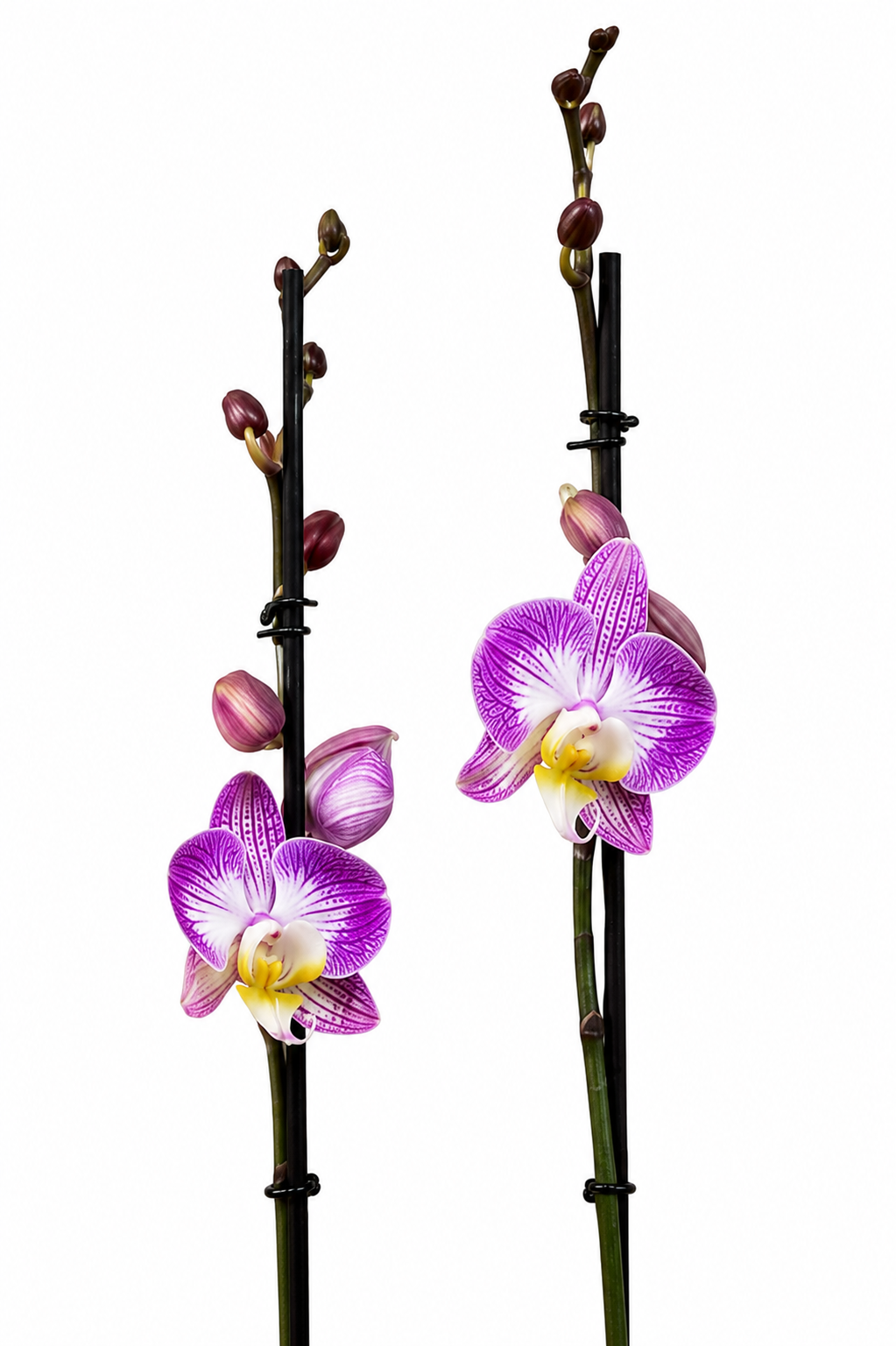Orquídea Grandi Supreme Exotica  en Matera Acanalada