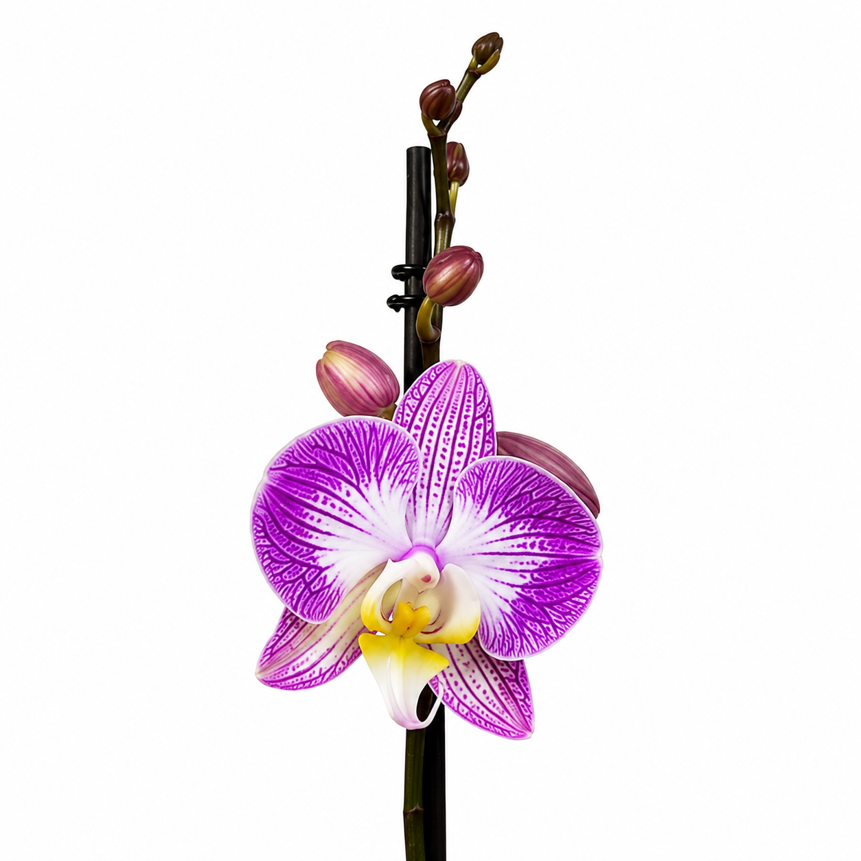 ChatGPT_Image_30_jul_2026_04_14_17_p.m..png