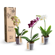 Combo Amix X3 Orquídeas Mini Premium en Matera de Cultivo.