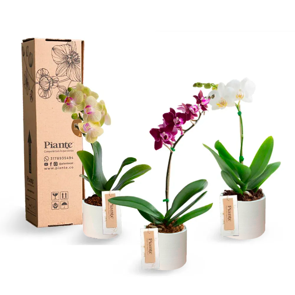 ComboAmixX3OrquideasMiniPremiumCER_AMICA_4fb26dc8-af1c-4d3e-b6a3-30bcc4a40d6d.png