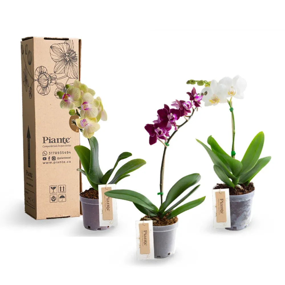 ComboAmixX3OrquideasMiniPremium_99da7008-ce15-45fb-87d8-6e14f73a9d18.webp