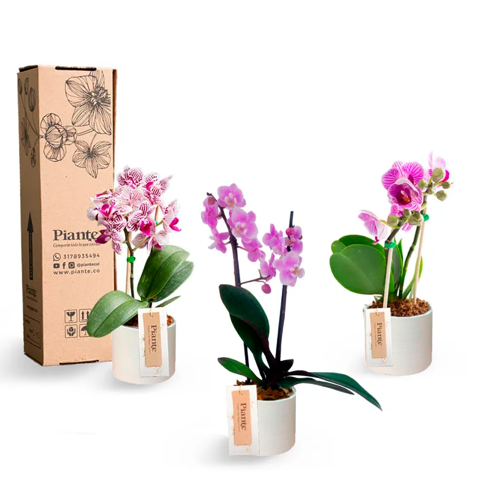 ComboAmixX3OrquideasMiniSupremeCERAMINA_4659bea5-8f3d-4bb8-9419-a80b921b9d10.png