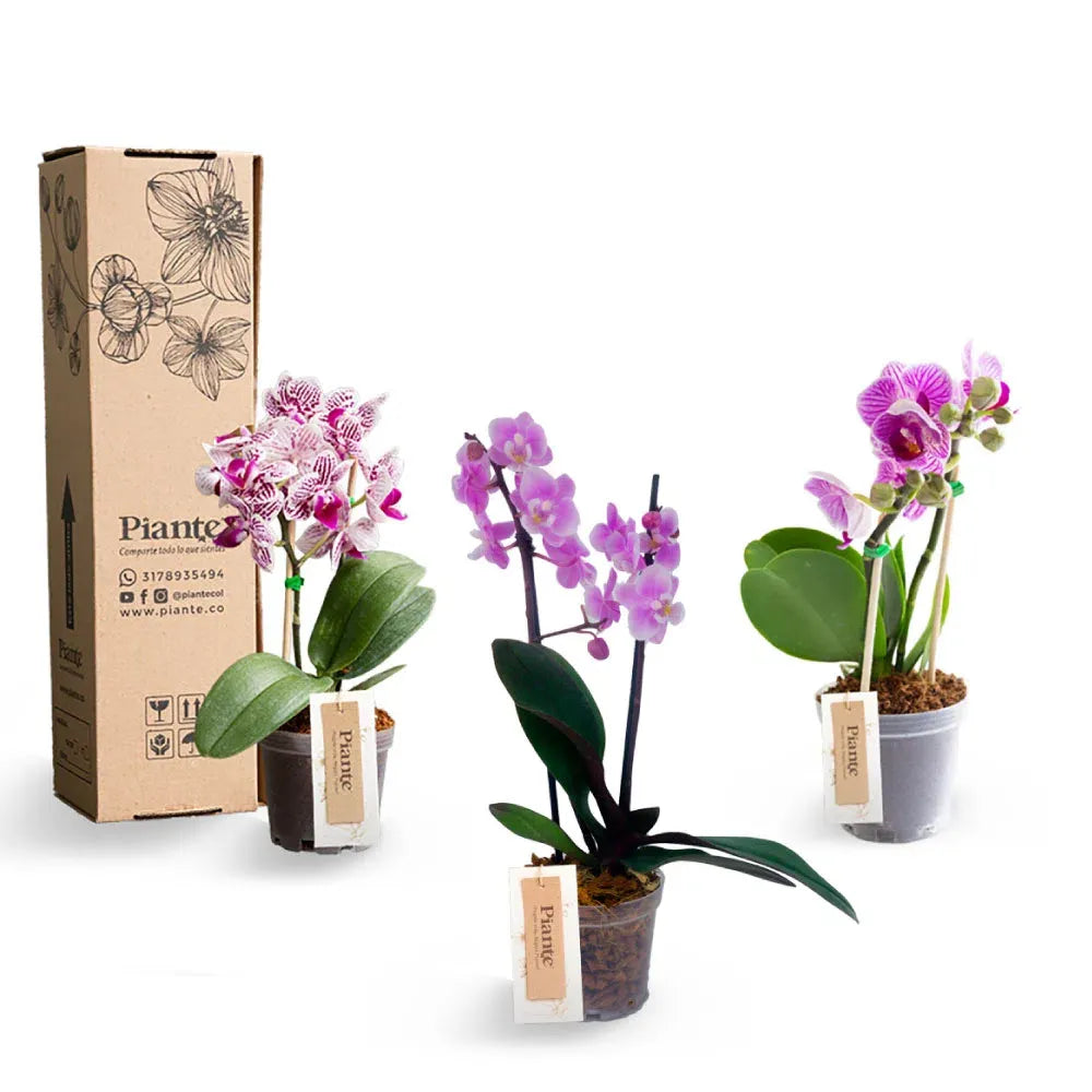 ComboAmixX3OrquideasMiniSupreme_1b1a2fd7-7cac-4a03-a092-bb9d865b9761.webp