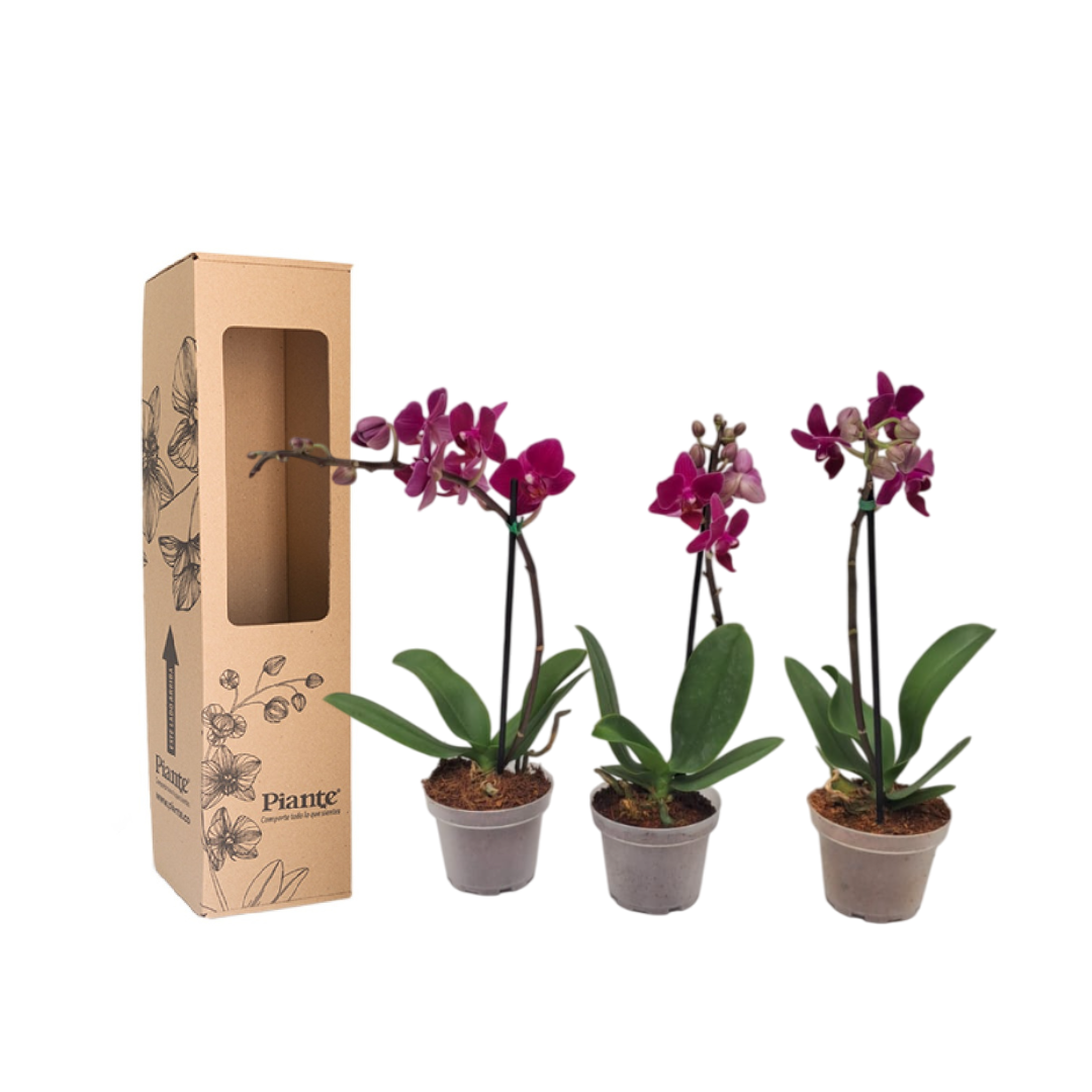 Combo Amix X3 Orquídeas Moradas Mini Premium