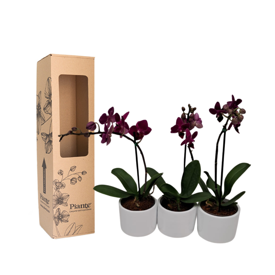 Combo Amix X3 Orquídeas Moradas Mini Premium en matera ceramica