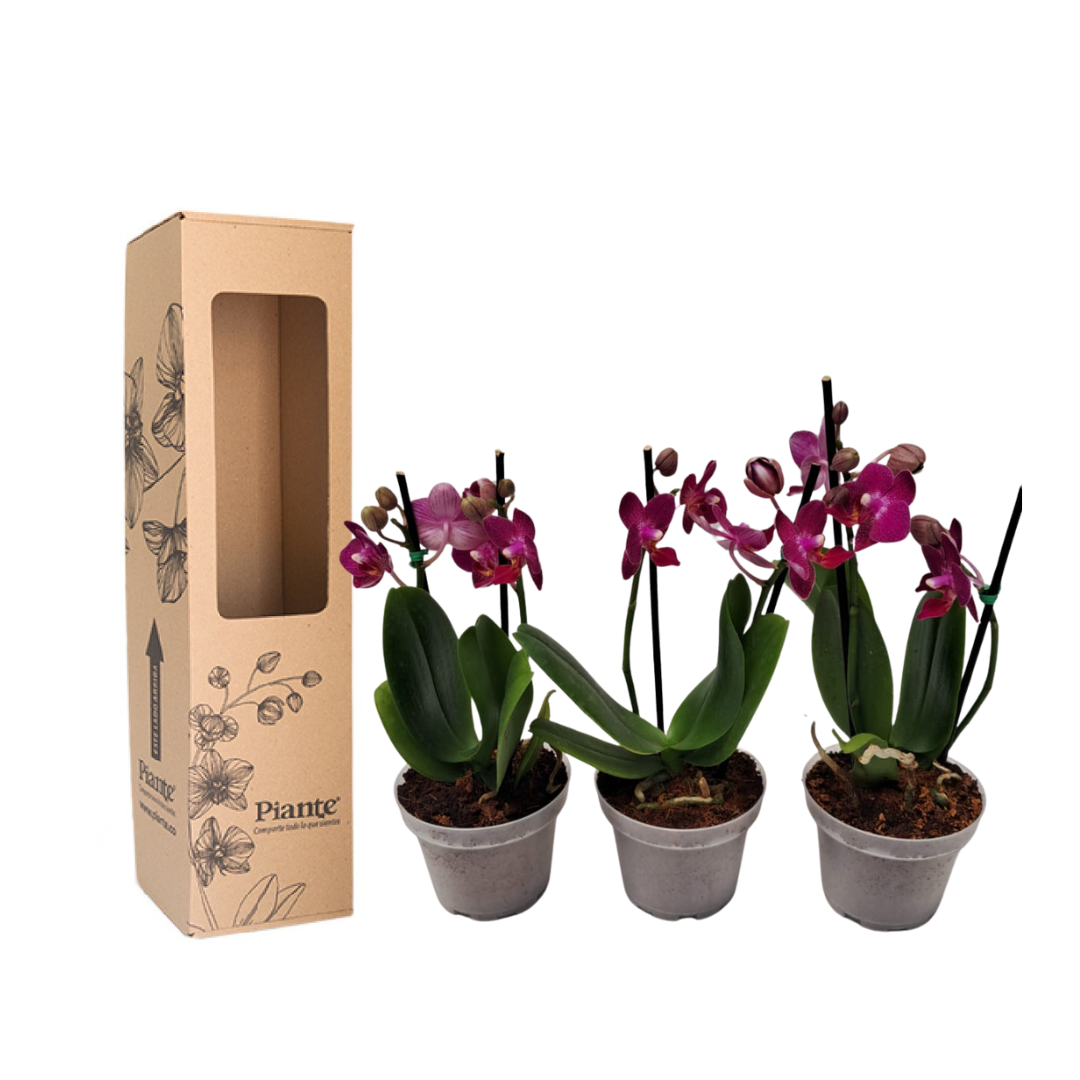 Combo Amix X3 Orquídeas Moradas Mini Supreme