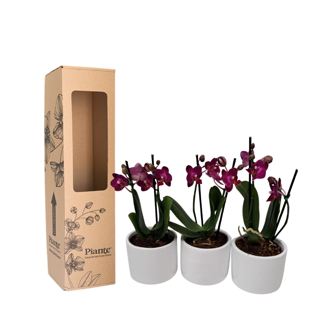 Combo AMIX X3 Orquídeas Moradas mini Supreme matera cerámica