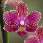 Orquídea Mini Supreme Rojo Lola