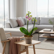 Orquídea Mini Supreme Exotica Michu