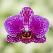 Orquídea Mini Premium Morado Queenstone