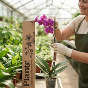 Orquídea Grandi Premium Morada Evolution en Matera de Cultivo
