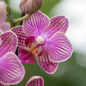Orquídea Mini Supreme Rojo Lola en matera cerámica