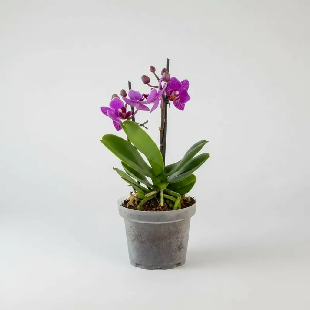 Orquídea Mini Supreme Morado Refugio