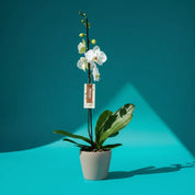 Orquídea Grandi Premium Blanco Leeds en Taupe 15