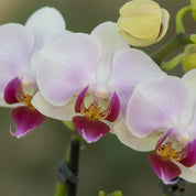 Orquídea Mini Supreme Blanco Little Spirit