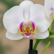 Orquídea Mini Premium Blanco Little Spirit en matera cerámica