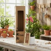 Orquídea Mini Premium Sogo Jisso en matera ceramica