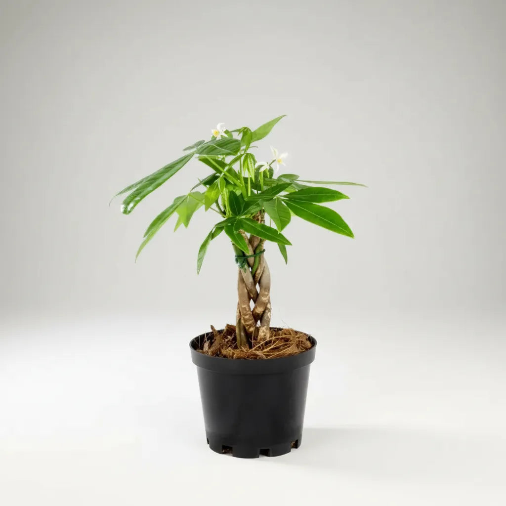 Pachira Aquatica P-10