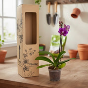 Orquídea Mini Premium Morado Queenstone