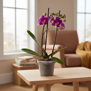 Orquídea Mini Supreme Roja Chamonix