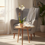 Orquídea Grandi Supreme Nottingham en Taupe 15