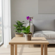 Orquídea Mini Premium Morado Refugio