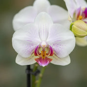 Orquídea Mini Premium Blanco Little Spirit