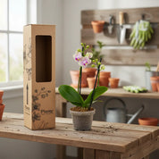 Orquídea Mini Supreme Exotica Michu