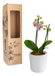 Orquídea Mini Supreme Exotica Michu en matera cerámica