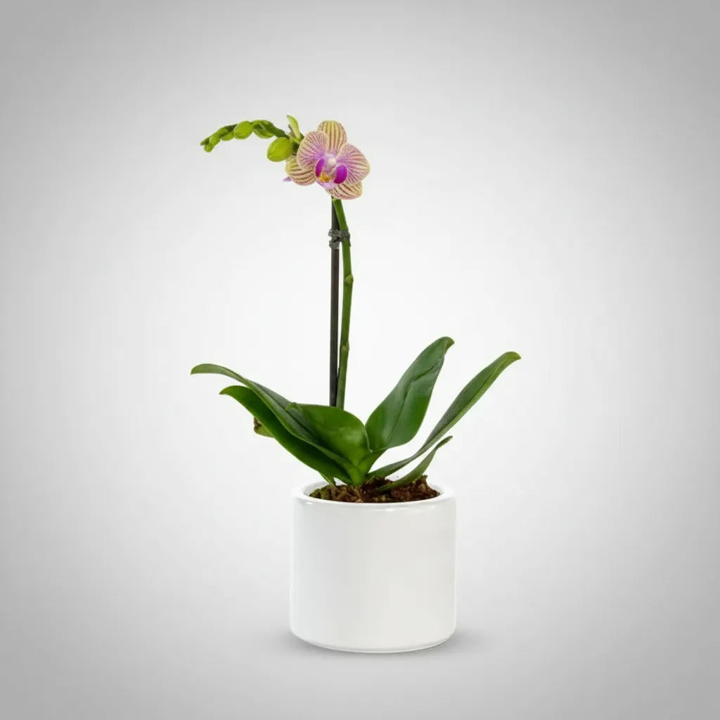 Orquídea Mini Premium Exotica  Michu en matera cerámica