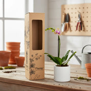Orquídea Mini Premium Exotica  Michu en matera cerámica