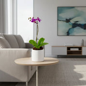 Orquídea Mini Premium Morado  Queenstone en matera cerámica