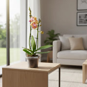 Orquídea Mini Supreme Naranja Sogo Jisso