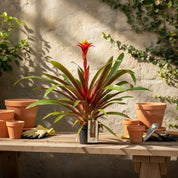 Bromelia Guzmania Grandi Exotica Limones